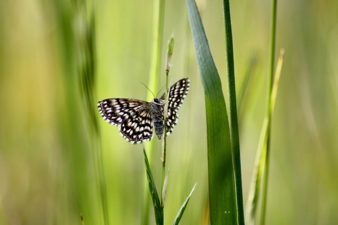 identificazione geometride - Scopula (Scopula) tessellaria